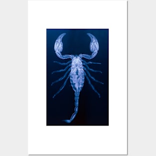 X-ray of the scorpion, Palamnaeus fulvipes (Z420/0010) Posters and Art